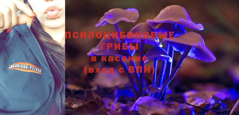 как найти закладки  Скопин  Галлюциногенные грибы Psilocybe 